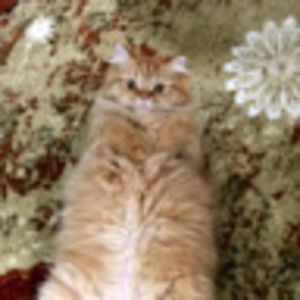 Meet your Posher, Min